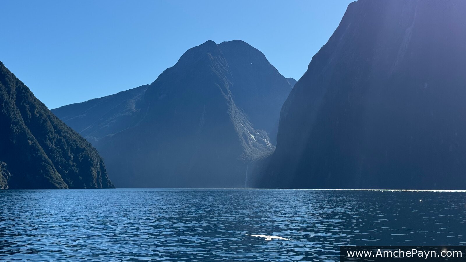 Milford Sound: the Coach & Nature Cruise